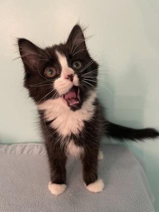 Enlarge Summit Bronco Sport, a ADOPTABLE Domestic Medium Hair in Cranbrook, BC image 2/3