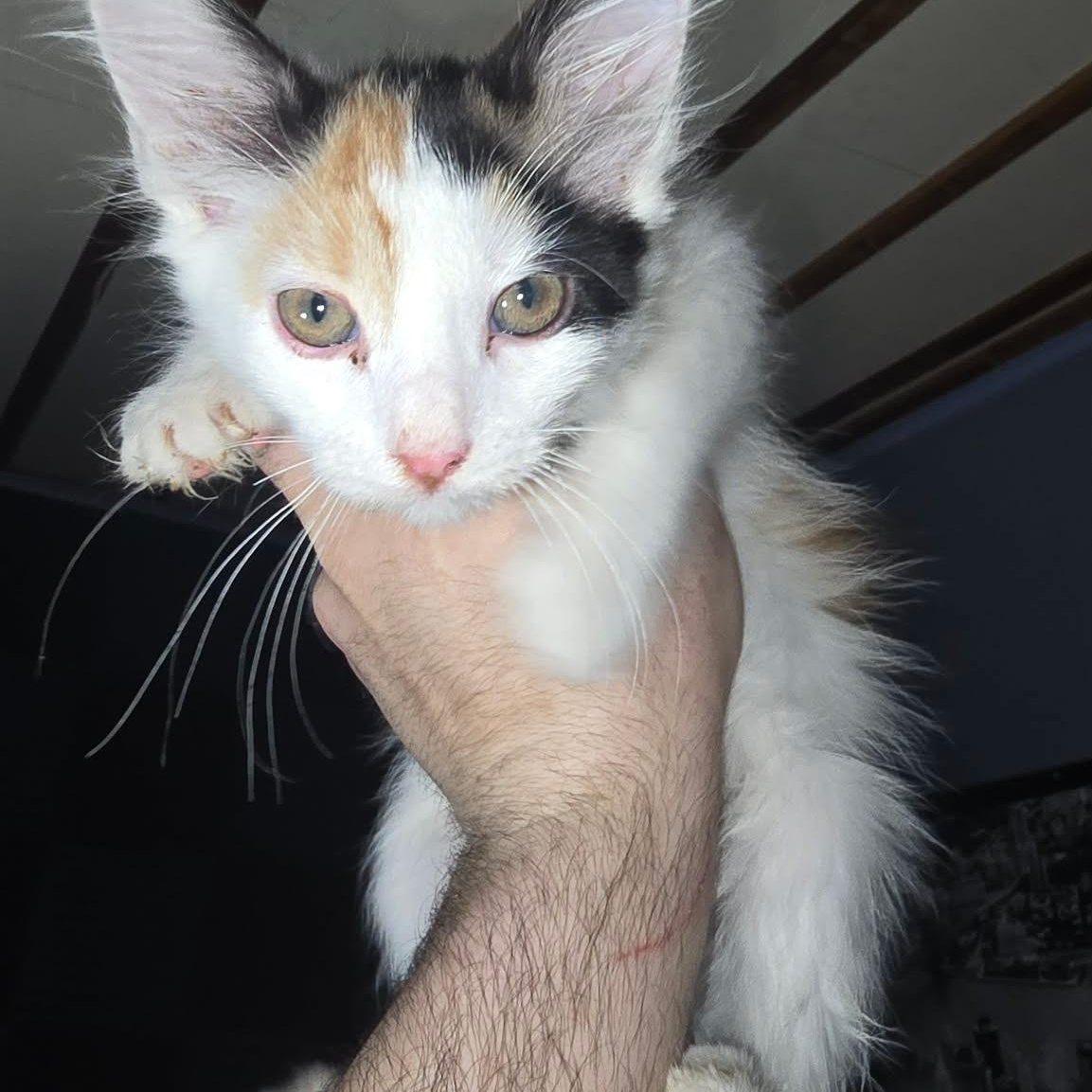 Enlarge Macheatto, an adopted Calico in Bayonne, NJ image 1/1