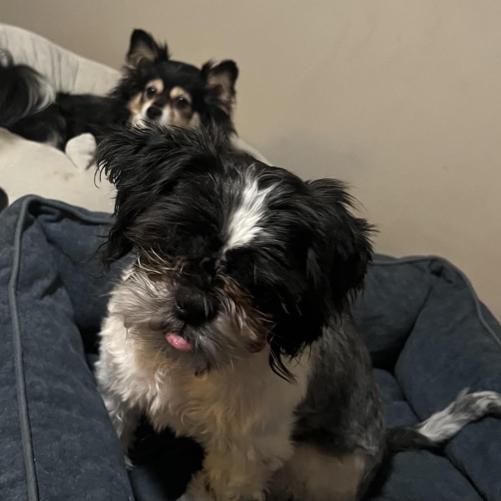 Enlarge Oreo, a Adoptable Shih Tzu in Sinking Spring, PA image 1/6