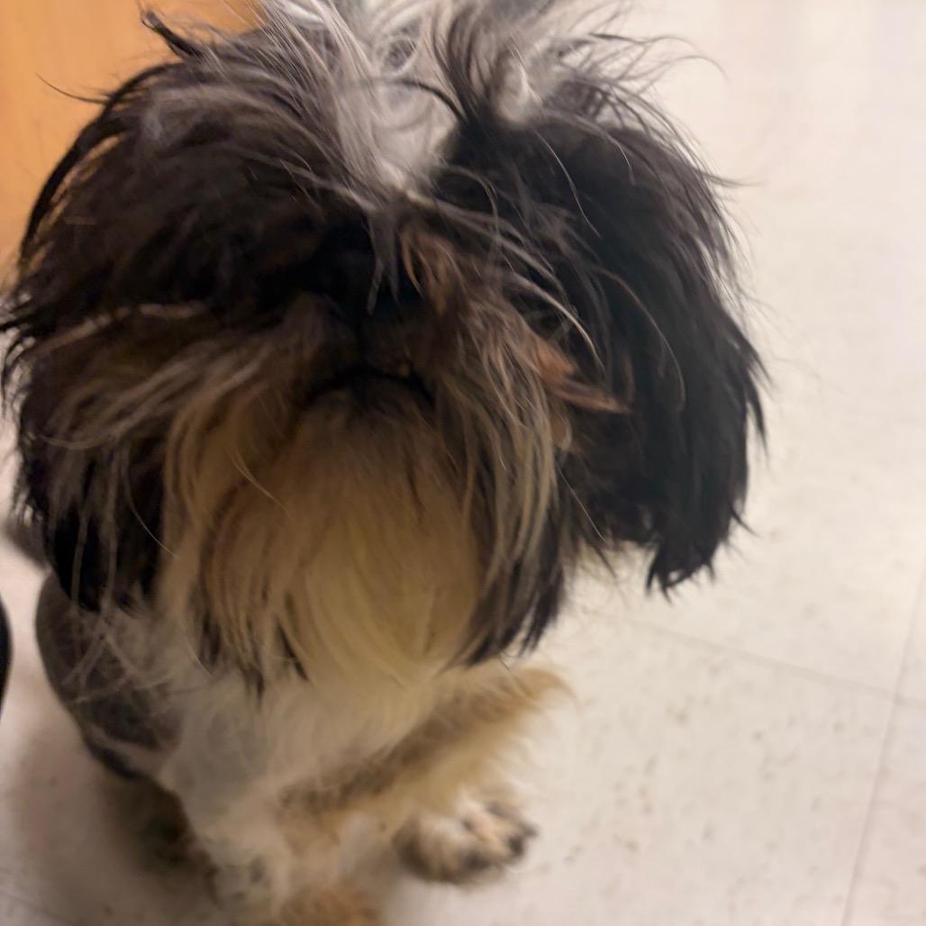 Enlarge Oreo, a Adoptable Shih Tzu in Sinking Spring, PA image 2/6