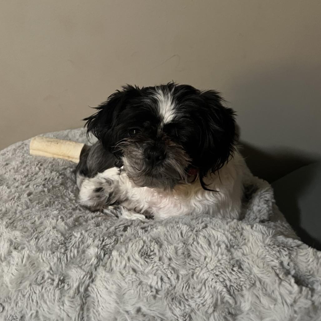 Enlarge Oreo, a Adoptable Shih Tzu in Sinking Spring, PA image 3/6