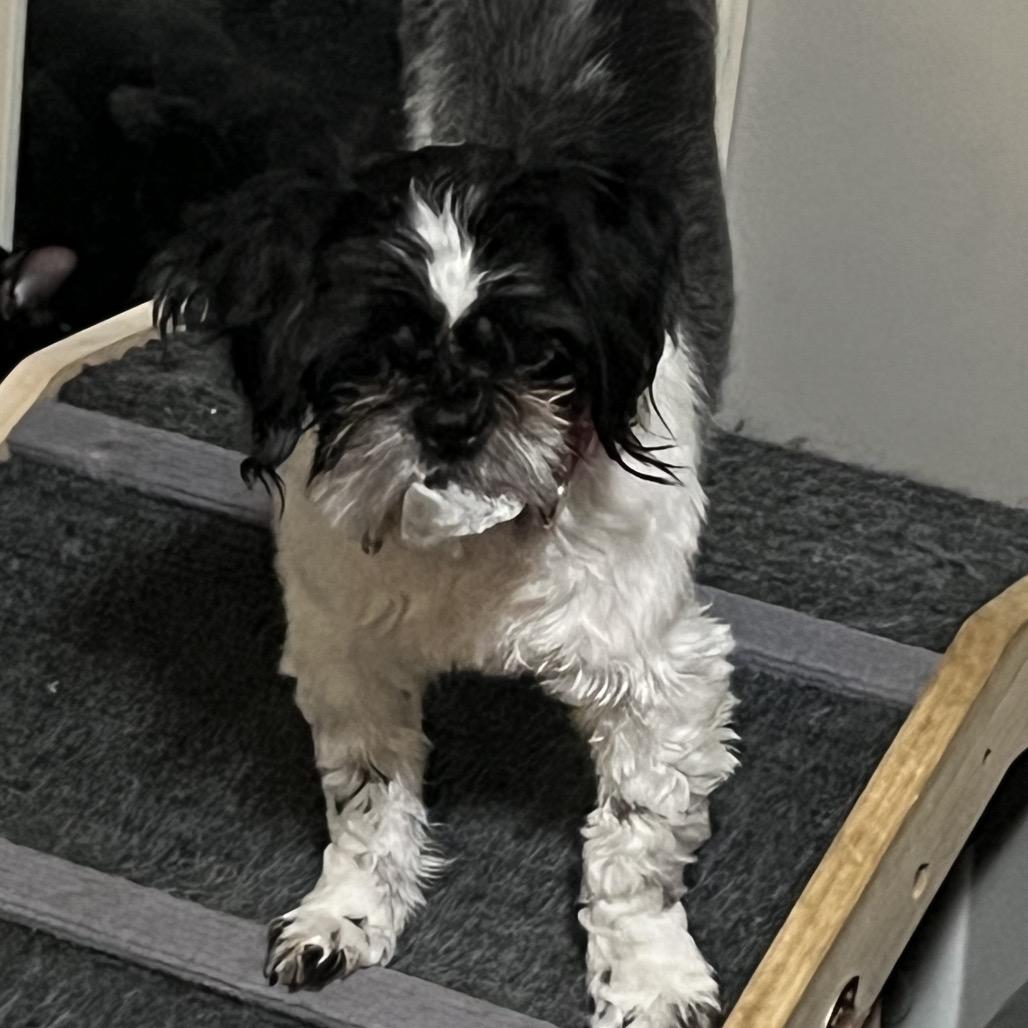 Enlarge Oreo, a Adoptable Shih Tzu in Sinking Spring, PA image 4/6