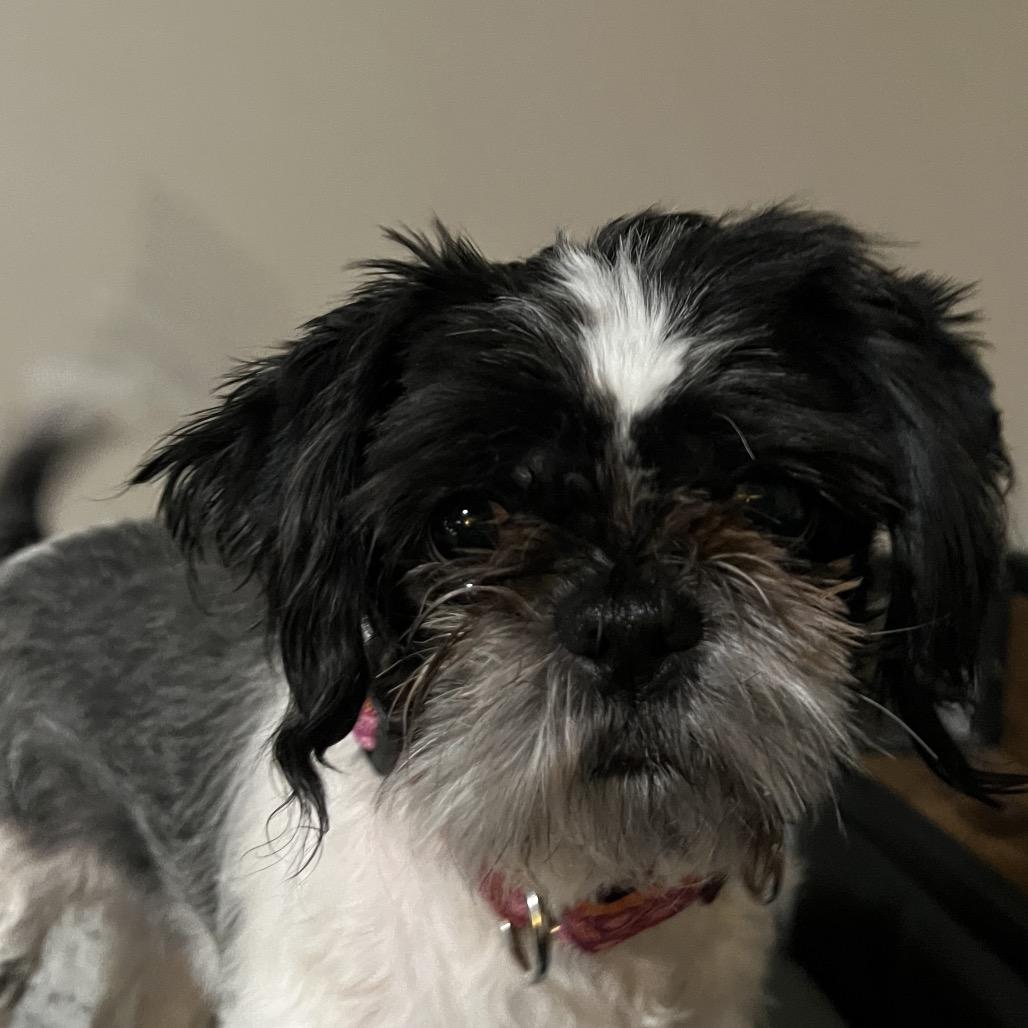 Enlarge Oreo, a Adoptable Shih Tzu in Sinking Spring, PA image 5/6