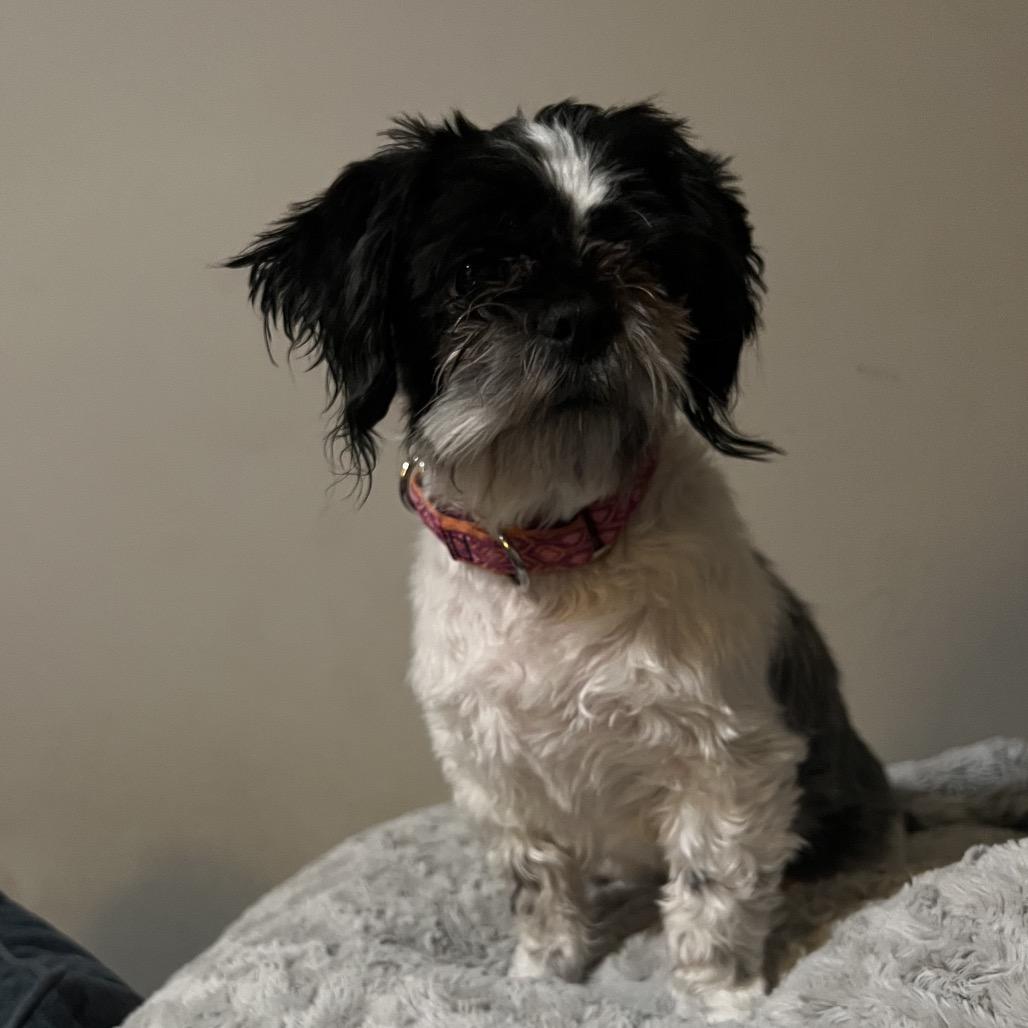 Enlarge Oreo, a Adoptable Shih Tzu in Sinking Spring, PA image 6/6