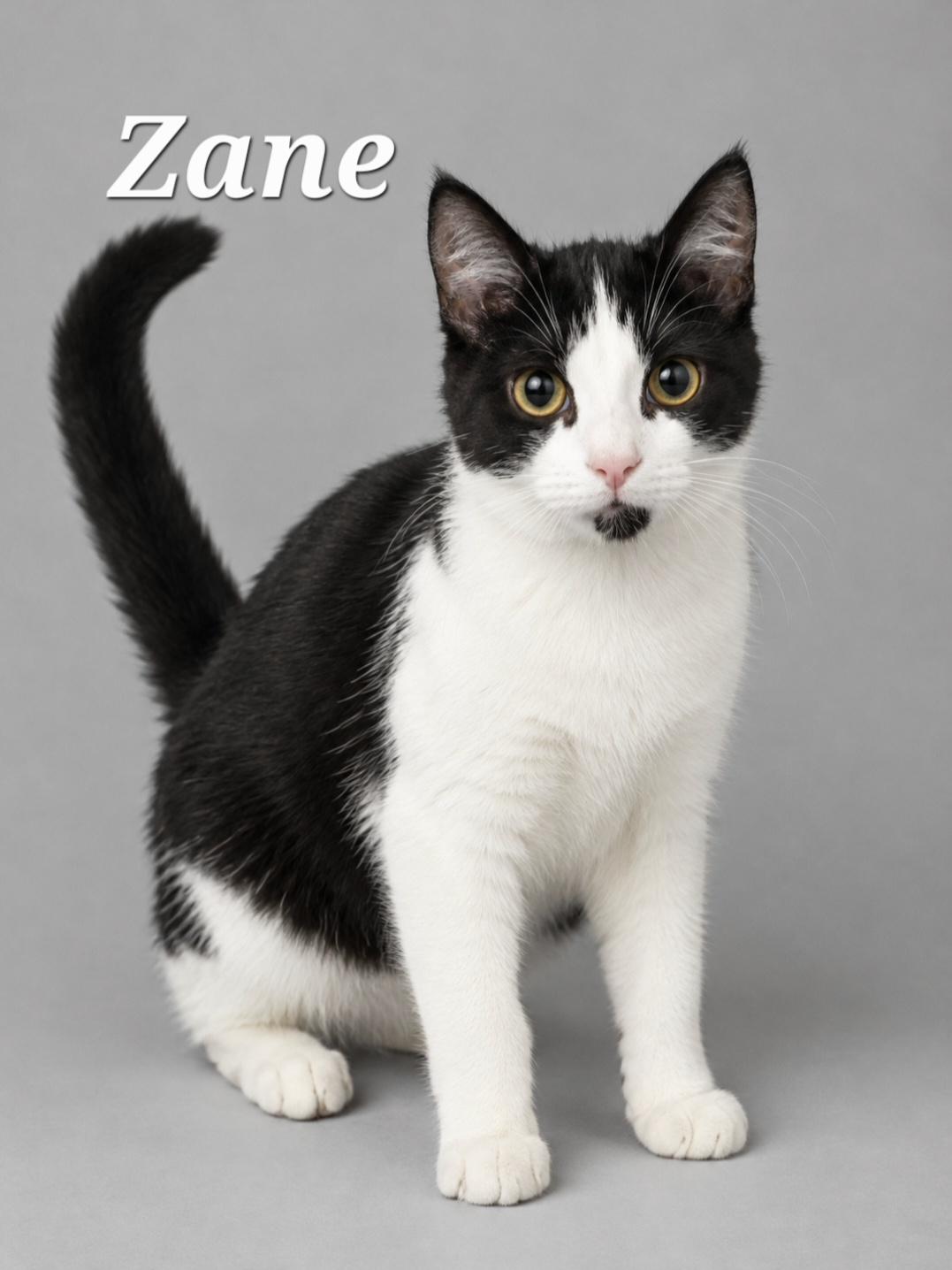 Enlarge Zane, a Adoptable Tuxedo in Cranberry Township, PA image 1/1