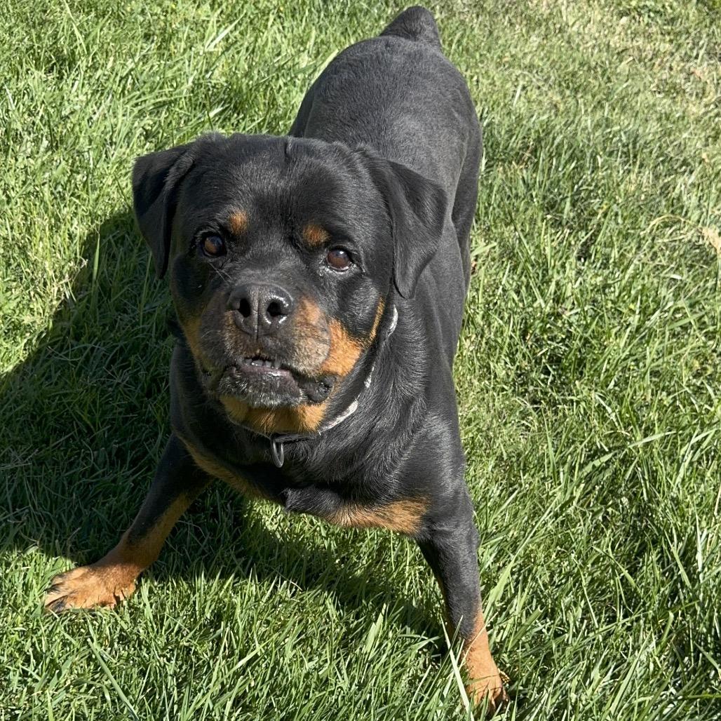 Mango, a Adoptable Rottweiler in Turlock, CA image 1/6