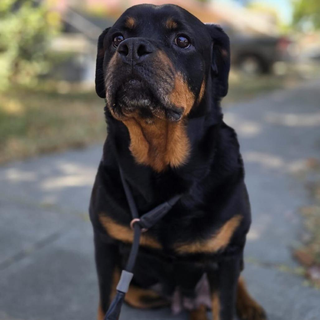 Mango, a Adoptable Rottweiler in Turlock, CA image 3/6