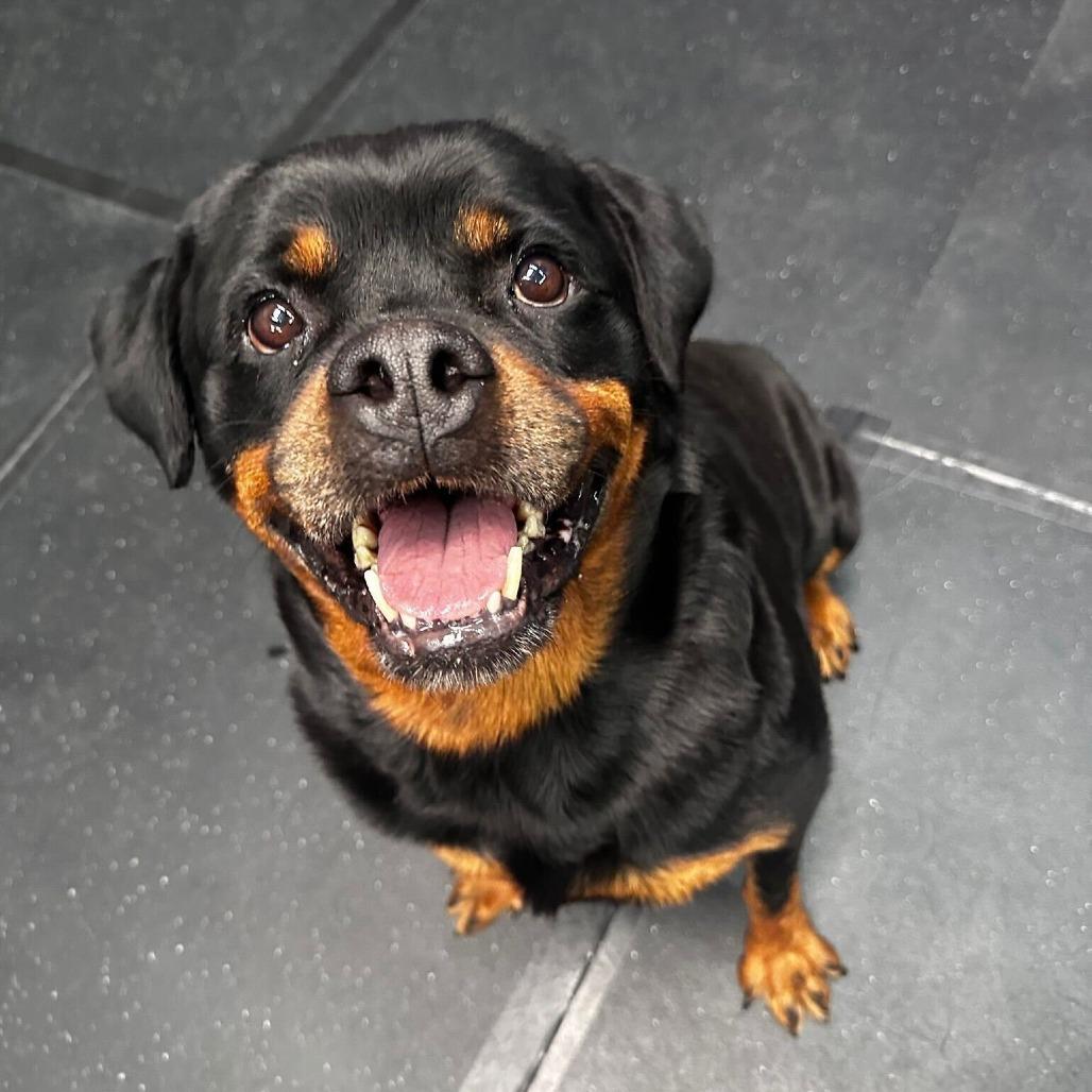 Mango, a Adoptable Rottweiler in Turlock, CA image 5/6
