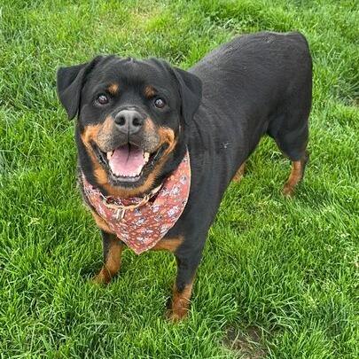 Mango, a Adoptable Rottweiler in Turlock, CA image 6/6