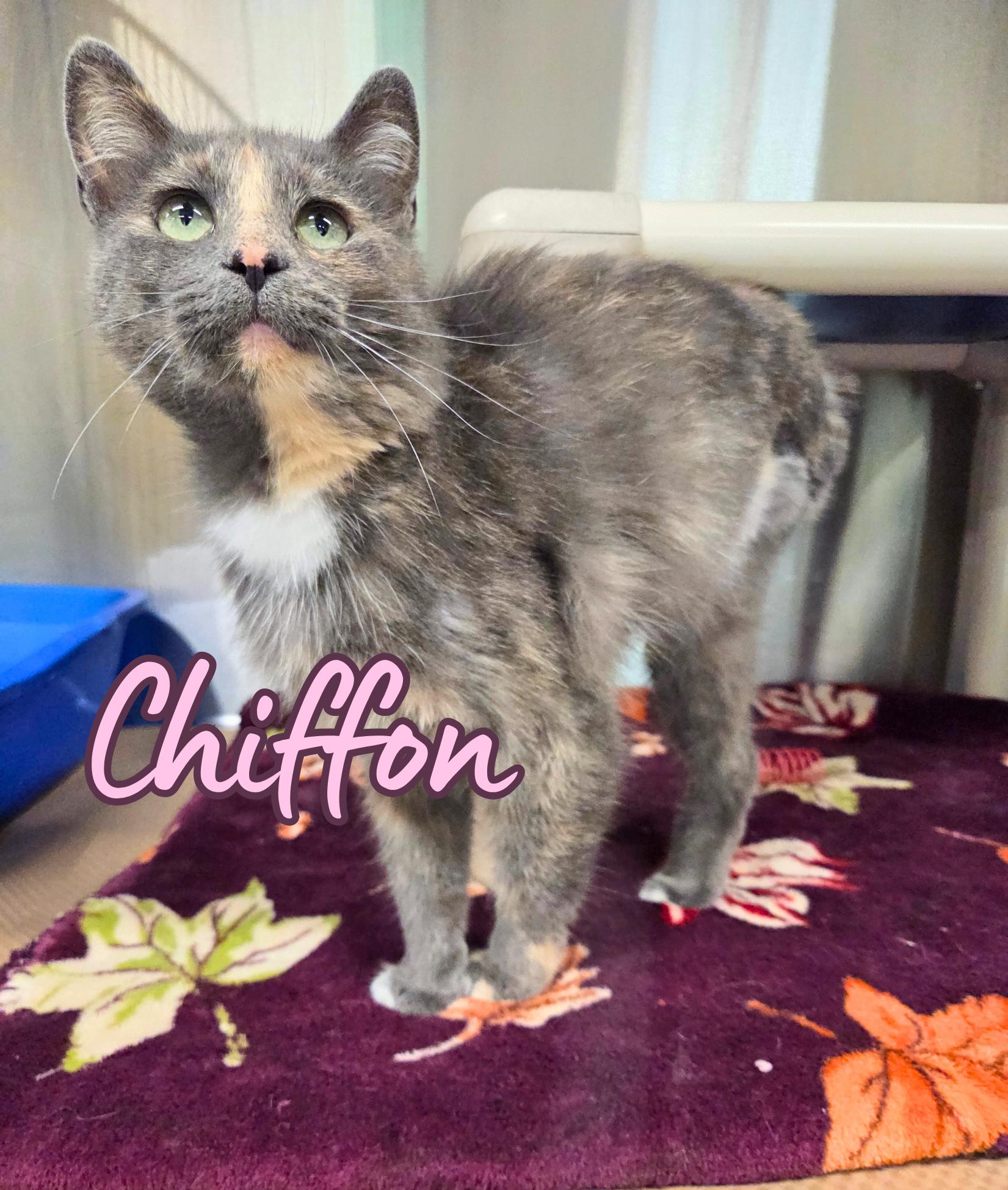 Enlarge Chiffon, a ADOPTABLE Domestic Short Hair in Nevada, IA image 1/1