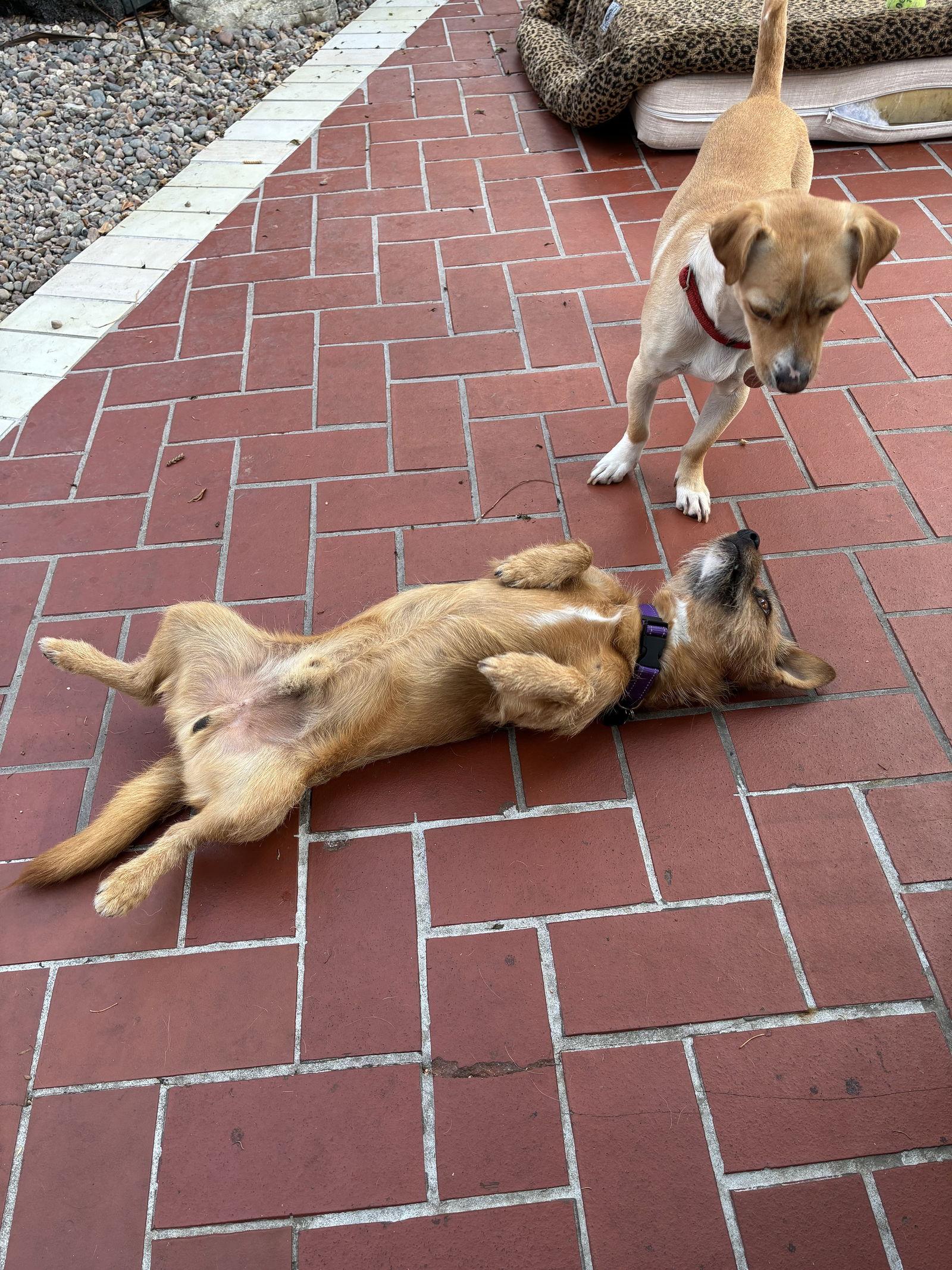 Ranger, a Adoptable mixed breed in Orange, CA image 1/3