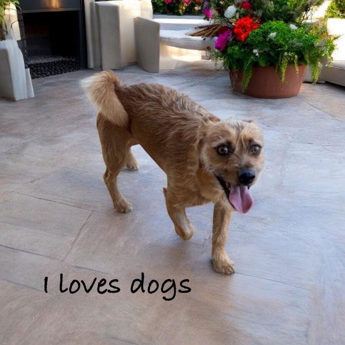 Ranger, a Adoptable mixed breed in Orange, CA image 3/3