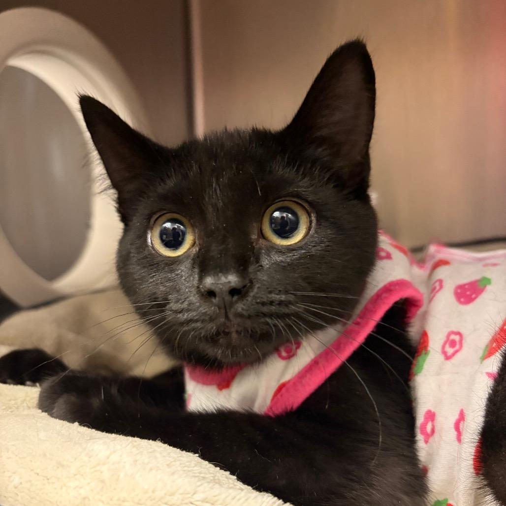 Bubblegum, Adoptable, Kitten Female Domestic Short Hair.