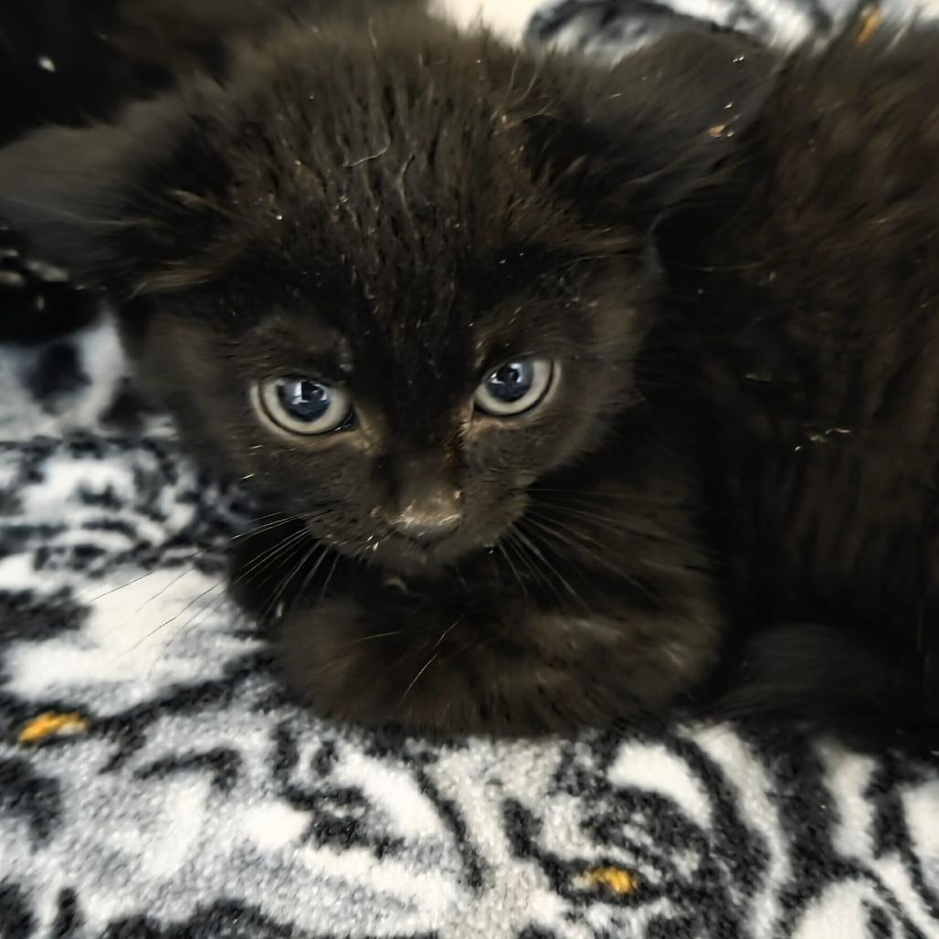 Bubblegum, a Adoptable Domestic Short Hair in Port Angeles, WA image 2/6