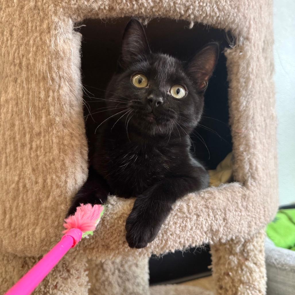 Bubblegum, a Adoptable Domestic Short Hair in Port Angeles, WA image 3/6