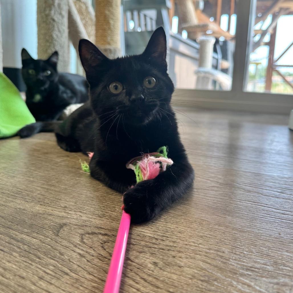 Bubblegum, a Adoptable Domestic Short Hair in Port Angeles, WA image 4/6