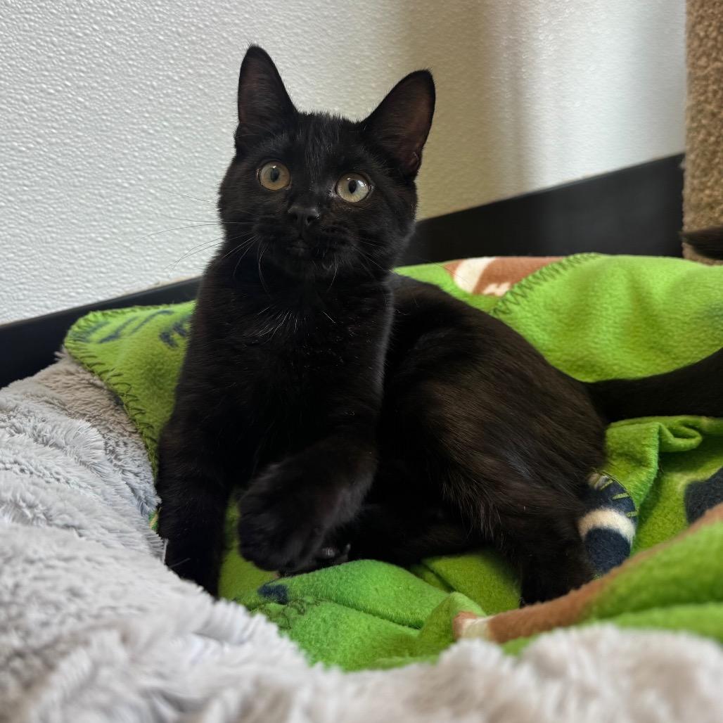 Bubblegum, a Adoptable Domestic Short Hair in Port Angeles, WA image 5/6
