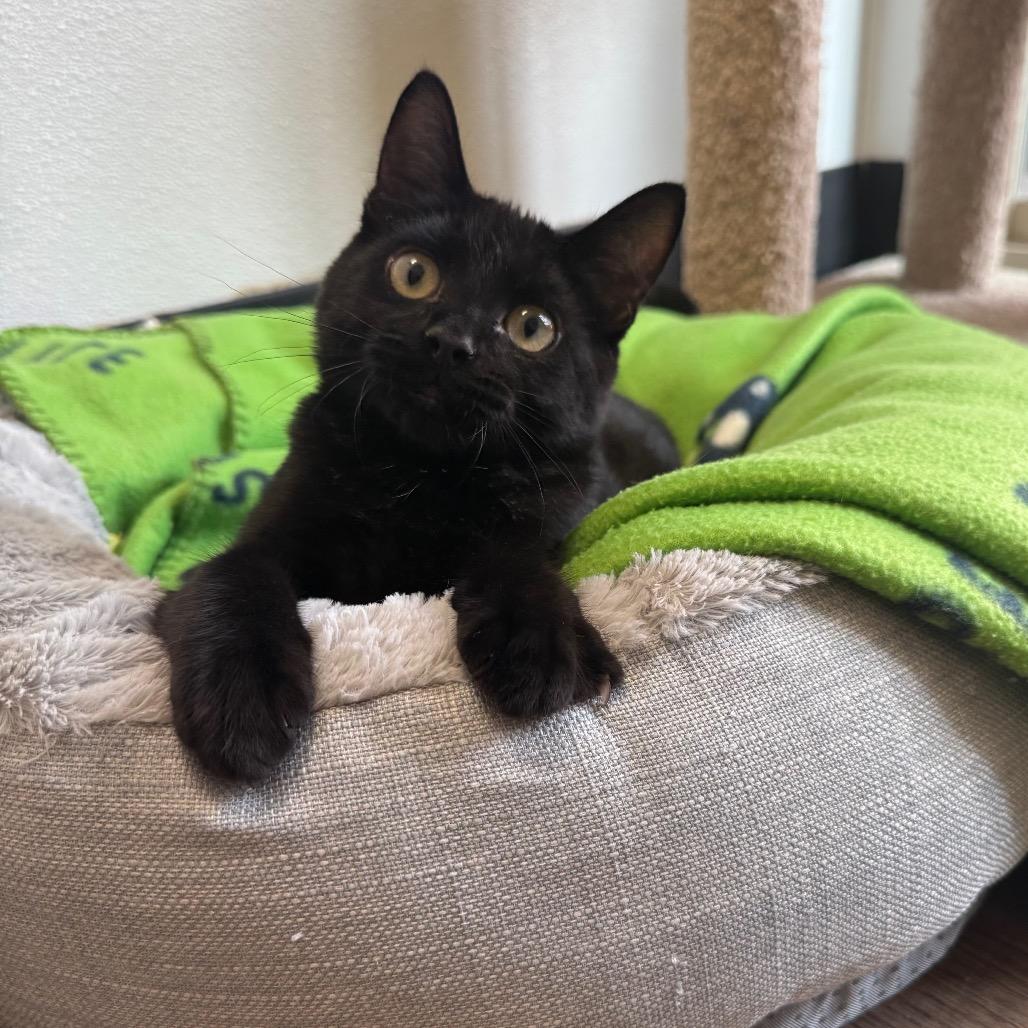 Bubblegum, a Adoptable Domestic Short Hair in Port Angeles, WA image 6/6