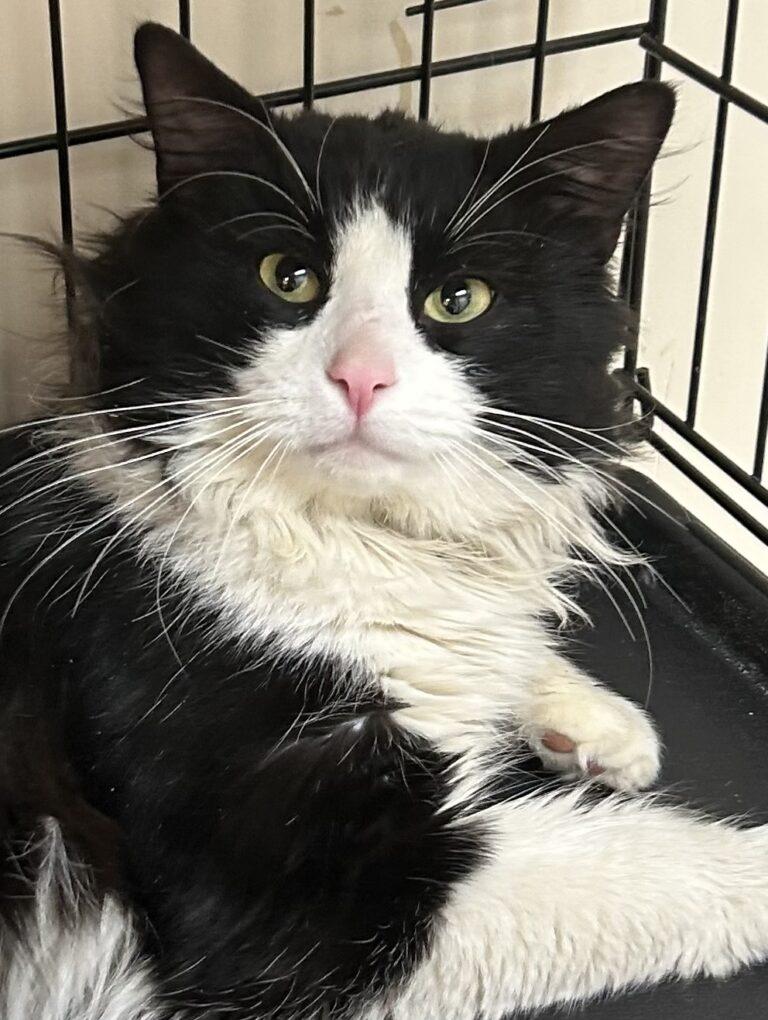 Enlarge Sylvester, a ADOPTABLE Domestic Long Hair in Medford, MA image 3/3