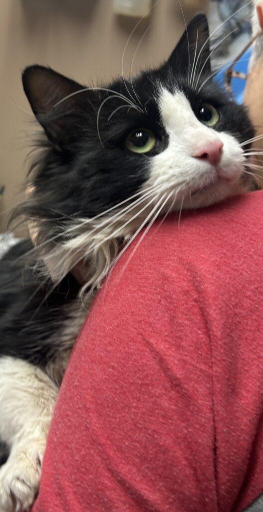 Sylvester, ADOPTABLE, Young Male Domestic Long Hair.