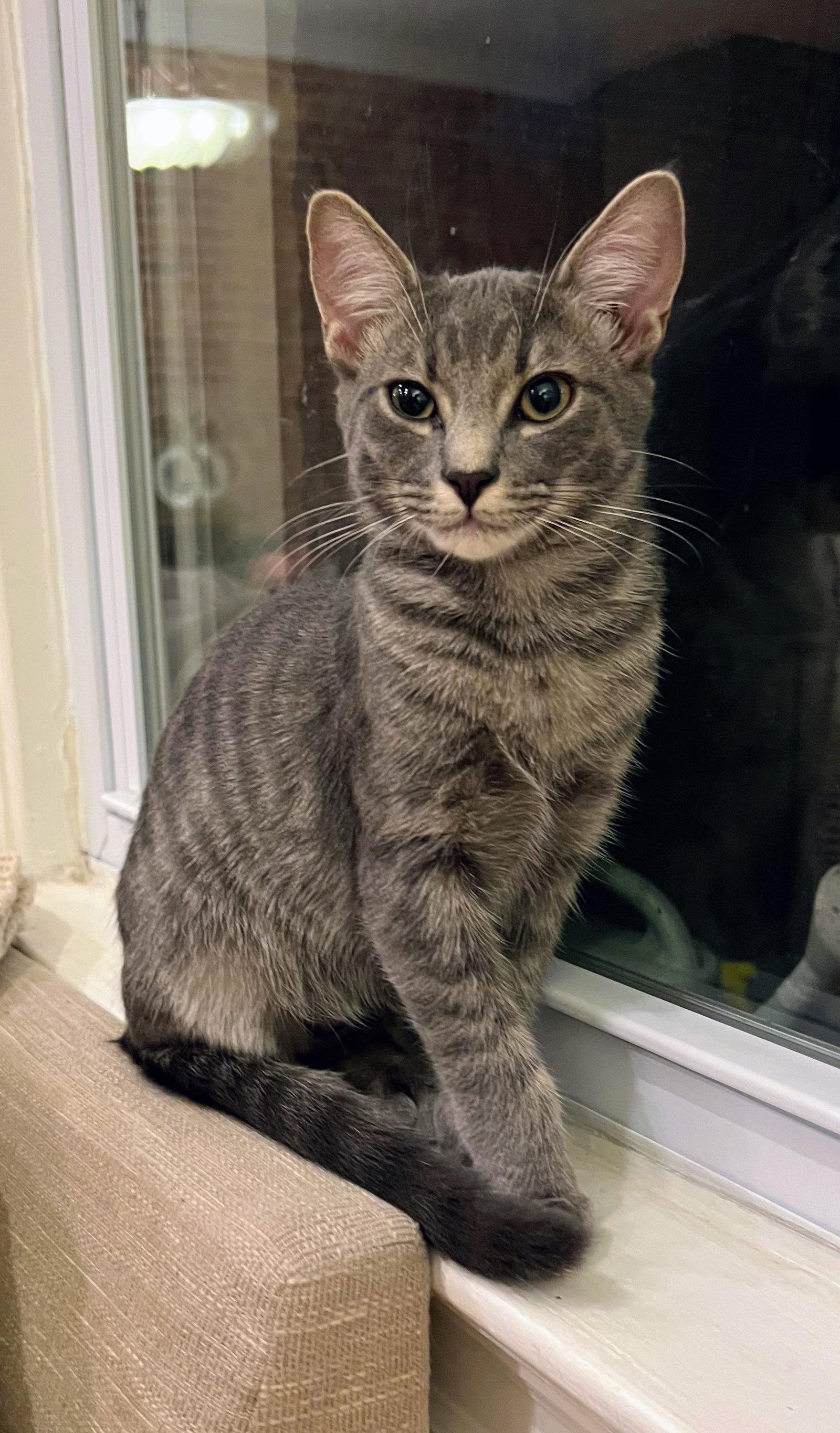 Hewey, Adopted, Kitten Male Domestic Short Hair.