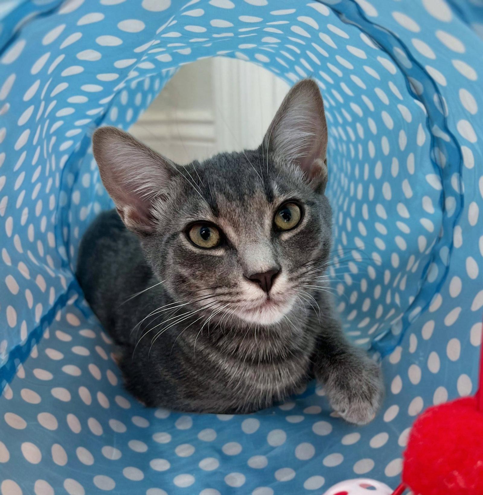 Enlarge Hewey, a Adopted Domestic Short Hair in Reston, VA image 2/3