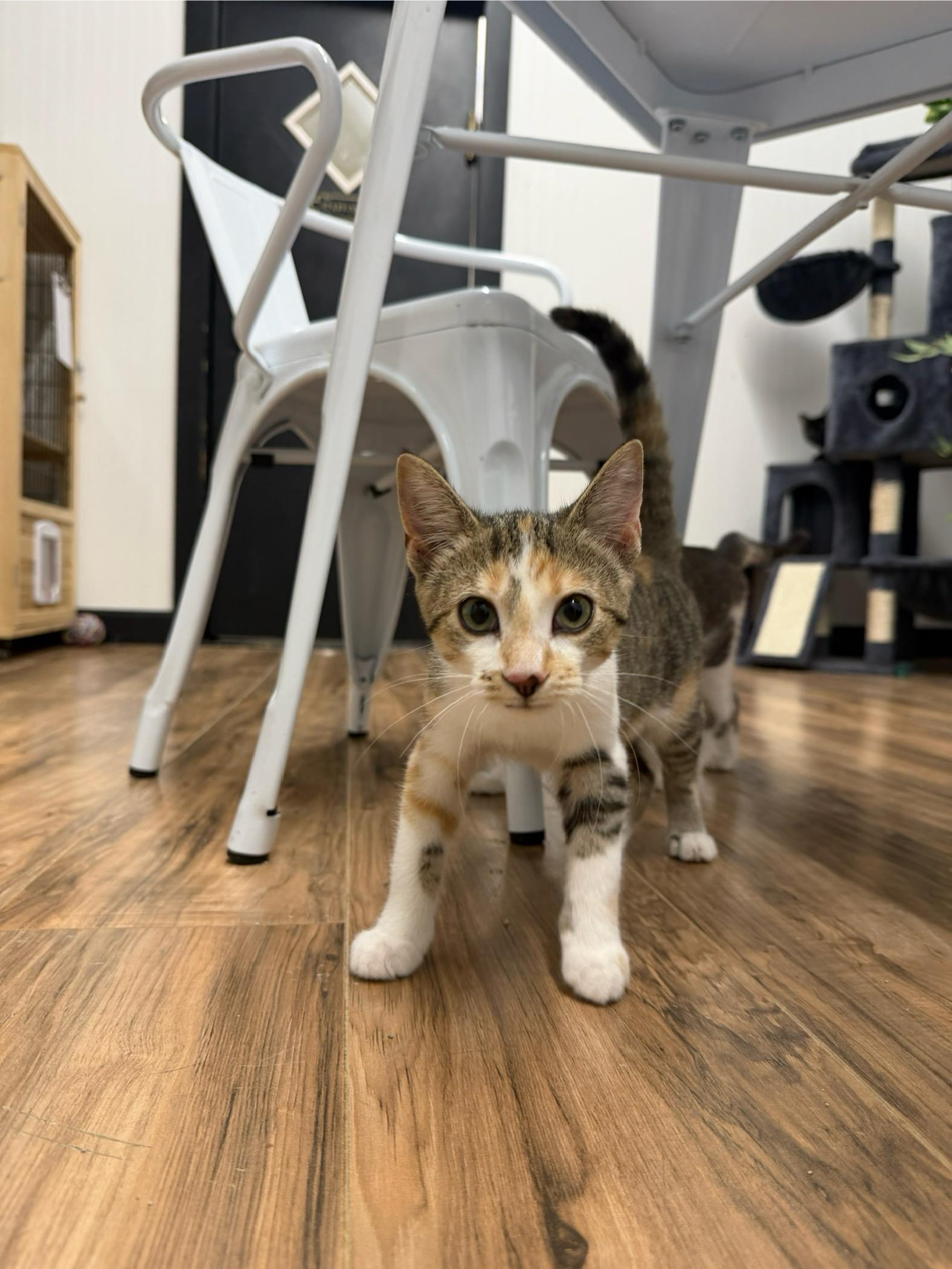 Daisy, Adopted, Young Female Domestic Short Hair.