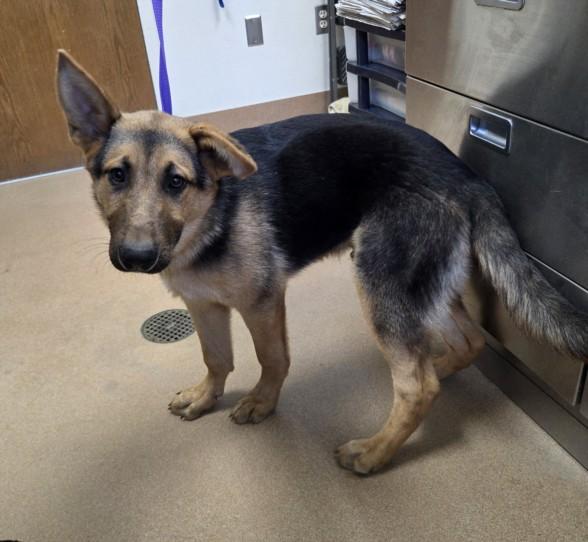 Enlarge PORTER, a Adoptable German Shepherd Dog in Norco, CA image 1/1