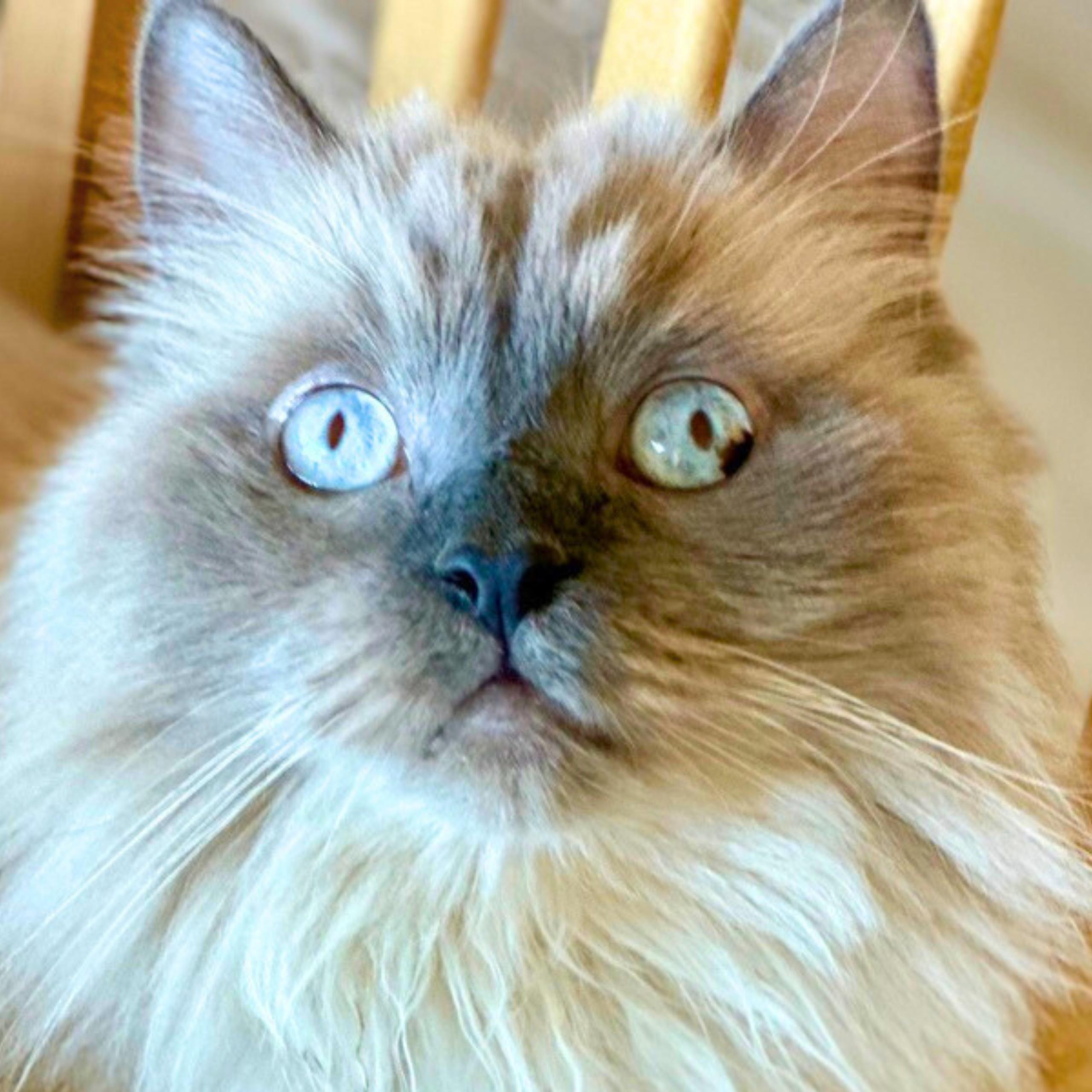 Liberace thumbnail 2