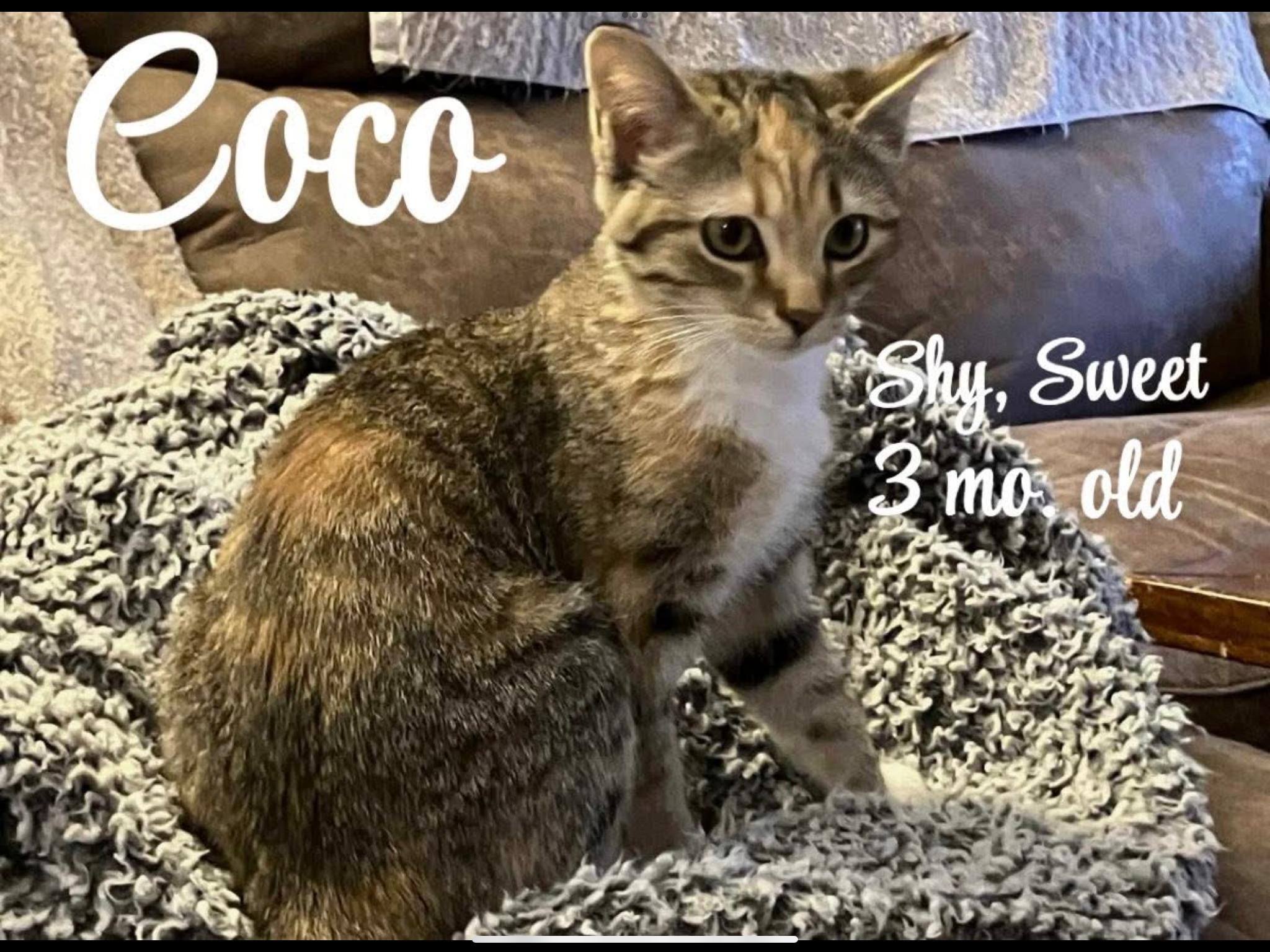 Coco, ADOPTABLE, Young Female Domestic Short Hair.