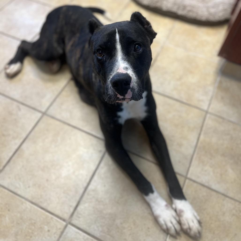 Enlarge Zelda, a Adoptable American Bulldog in Columbus, GA image 1/3