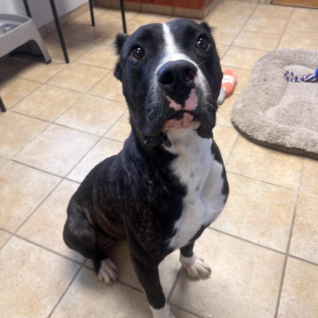 Enlarge Zelda, a Adoptable American Bulldog in Columbus, GA image 2/3