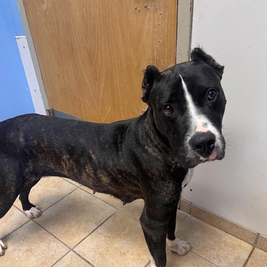 Enlarge Zelda, a Adoptable American Bulldog in Columbus, GA image 3/3