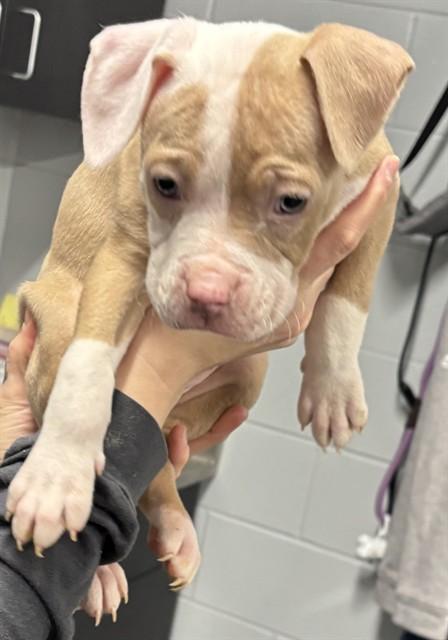 TINA, Adoptable, Puppy Female Pit Bull Terrier.