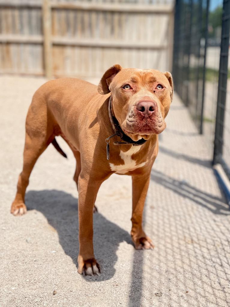 Odie, a Adoptable mixed breed in Muskegon, MI image 1/4