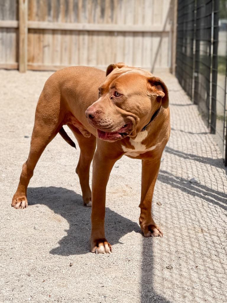 Odie, a Adoptable mixed breed in Muskegon, MI image 2/4