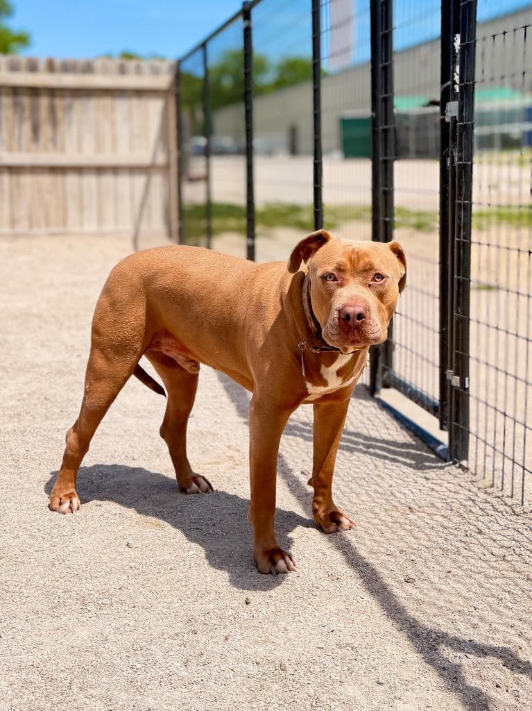 Odie, a Adoptable mixed breed in Muskegon, MI image 3/4