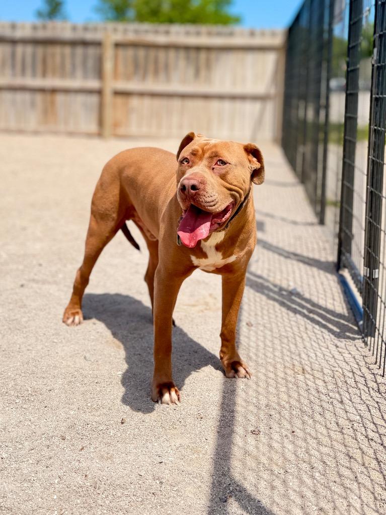 Odie, a Adoptable mixed breed in Muskegon, MI image 4/4