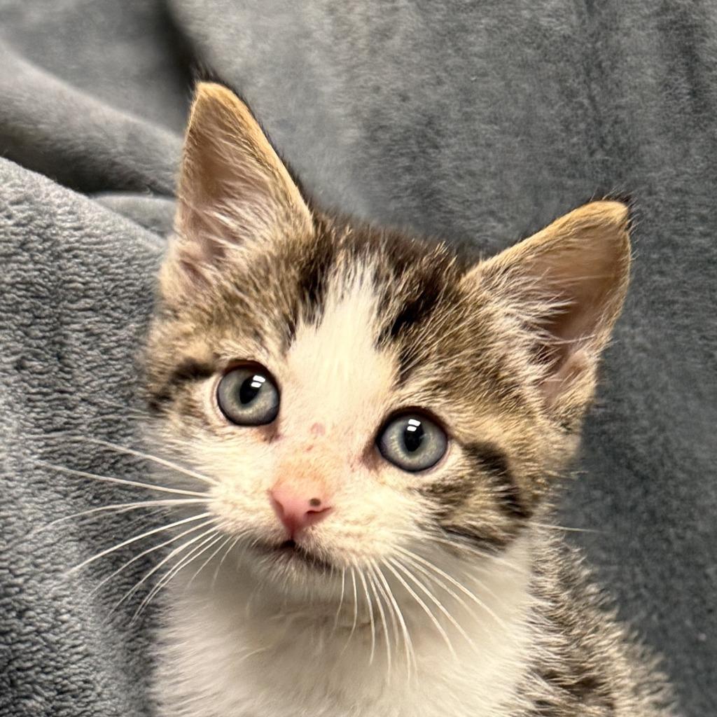Enlarge Cuckoo, a Adoptable mixed breed in Brenham, TX image 1/6