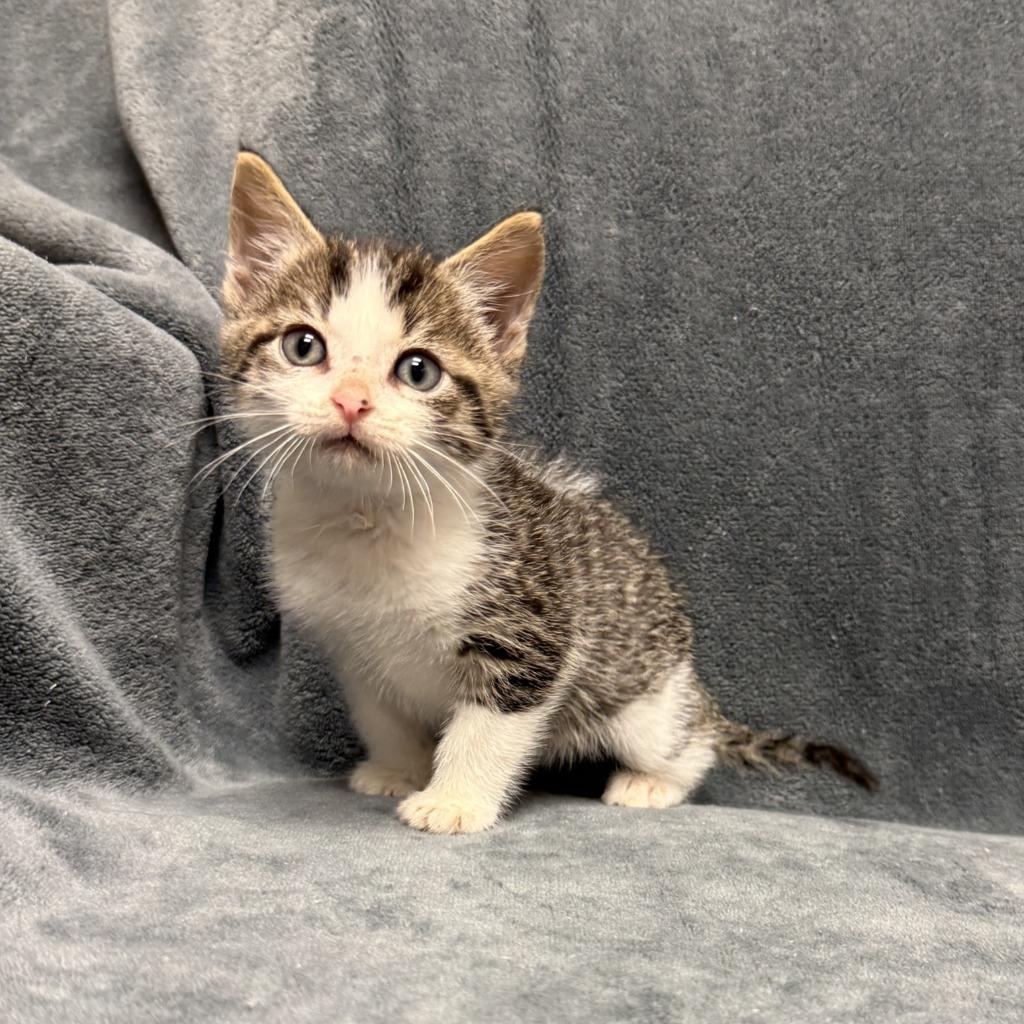 Enlarge Cuckoo, a Adoptable mixed breed in Brenham, TX image 2/6