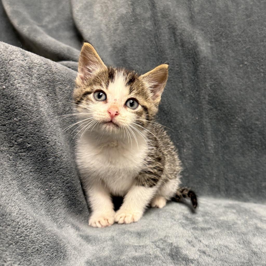 Enlarge Cuckoo, a Adoptable mixed breed in Brenham, TX image 3/6