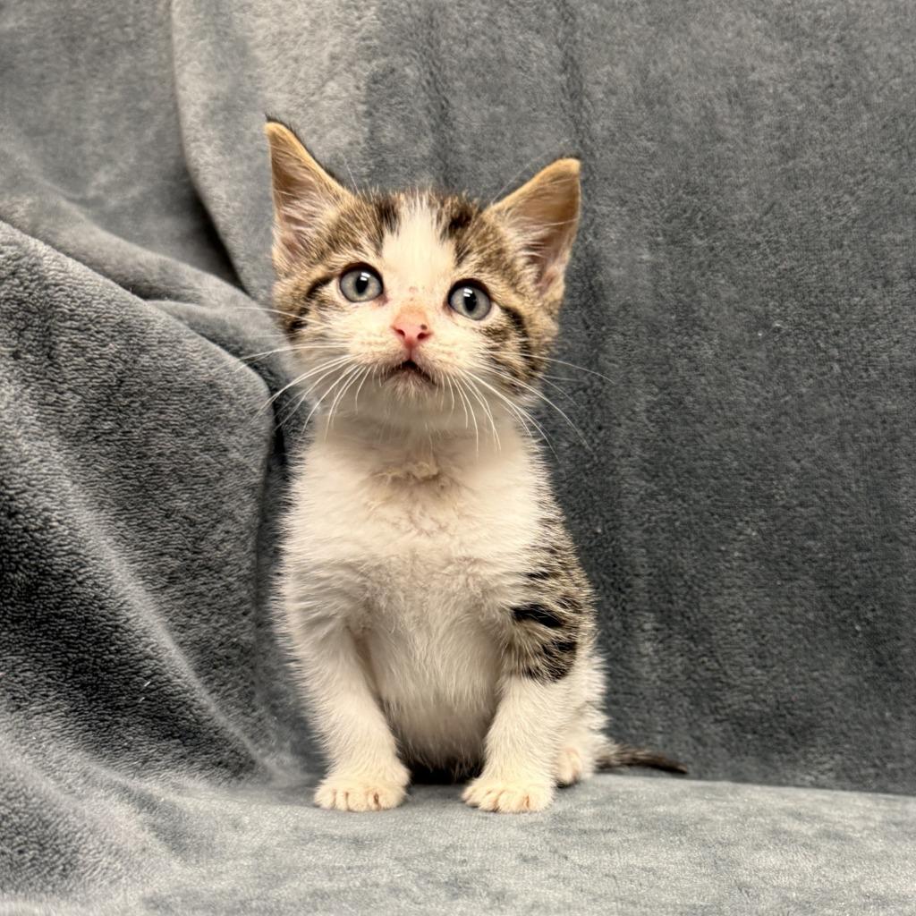Enlarge Cuckoo, a Adoptable mixed breed in Brenham, TX image 4/6