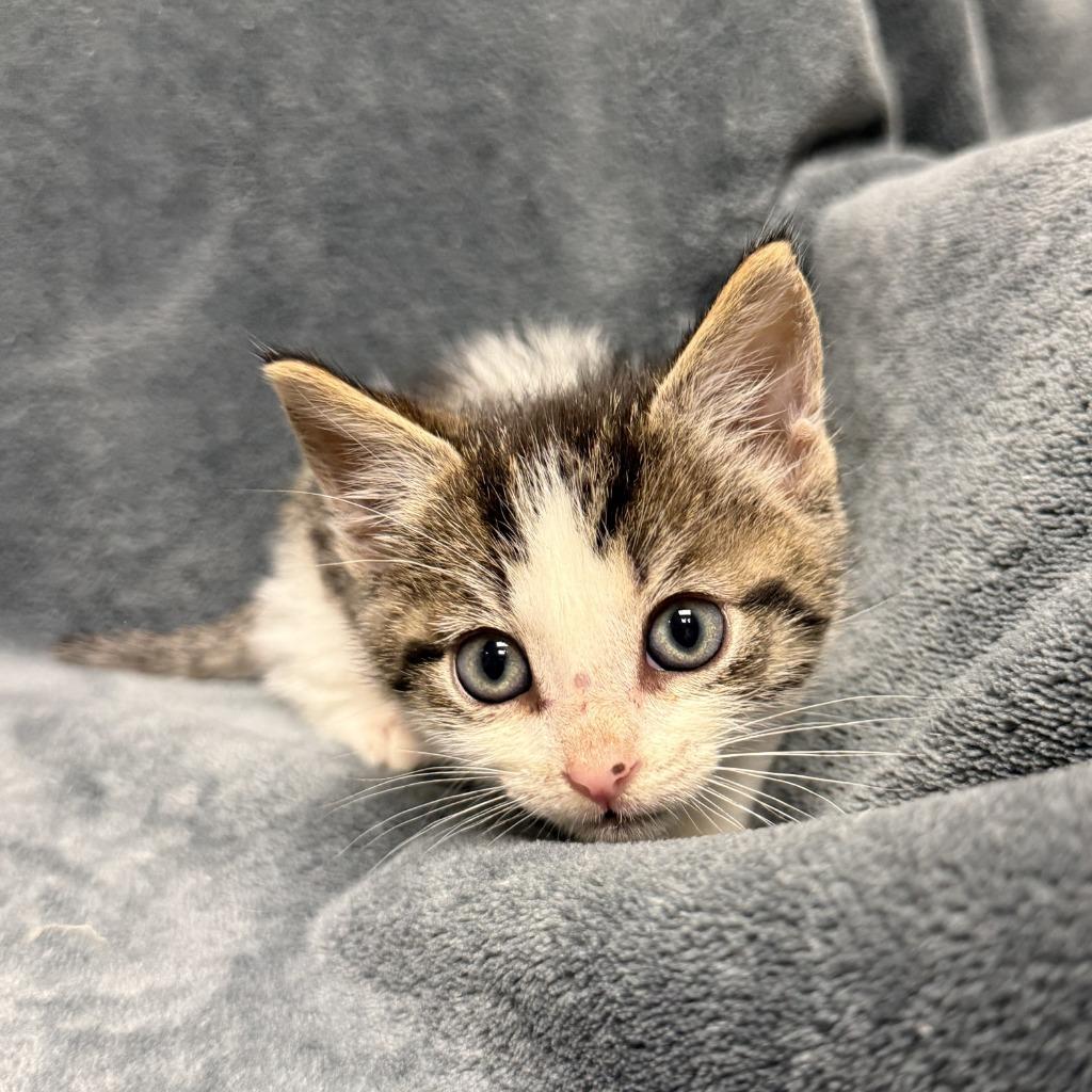 Enlarge Cuckoo, a Adoptable mixed breed in Brenham, TX image 5/6
