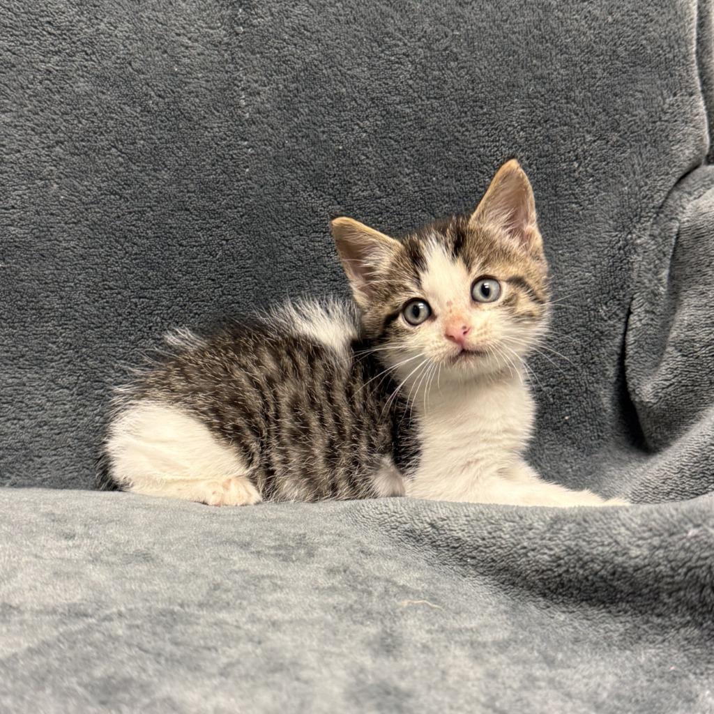Enlarge Cuckoo, a Adoptable mixed breed in Brenham, TX image 6/6