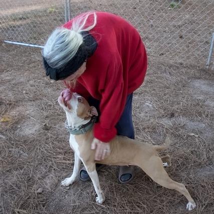 Enlarge Livewire, a Adoptable American Staffordshire Terrier in Delta, AL image 1/6