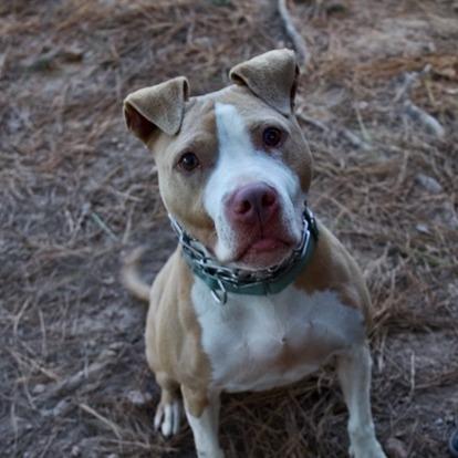 Enlarge Livewire, a Adoptable American Staffordshire Terrier in Delta, AL image 3/6