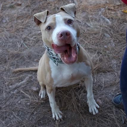 Enlarge Livewire, a Adoptable American Staffordshire Terrier in Delta, AL image 5/6