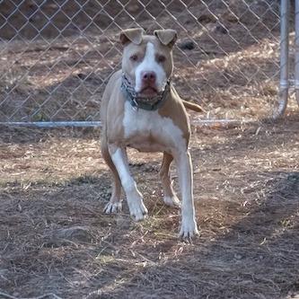 Enlarge Livewire, a Adoptable American Staffordshire Terrier in Delta, AL image 6/6