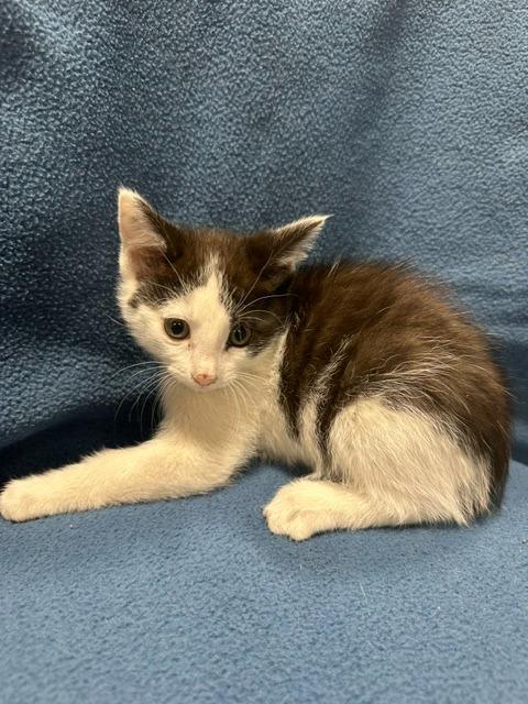 Enlarge Tatum, a ADOPTABLE Domestic Short Hair in Webster City, IA image 1/1
