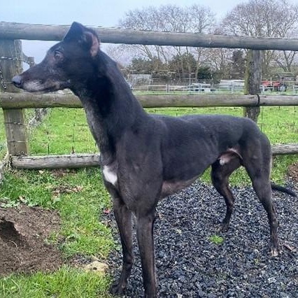 King, Adoptable, Adult Male Greyhound.